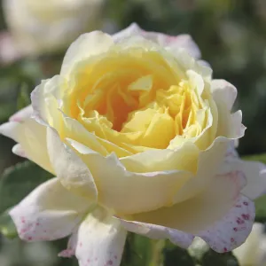 Amnesty International (Climber) Rose Plants