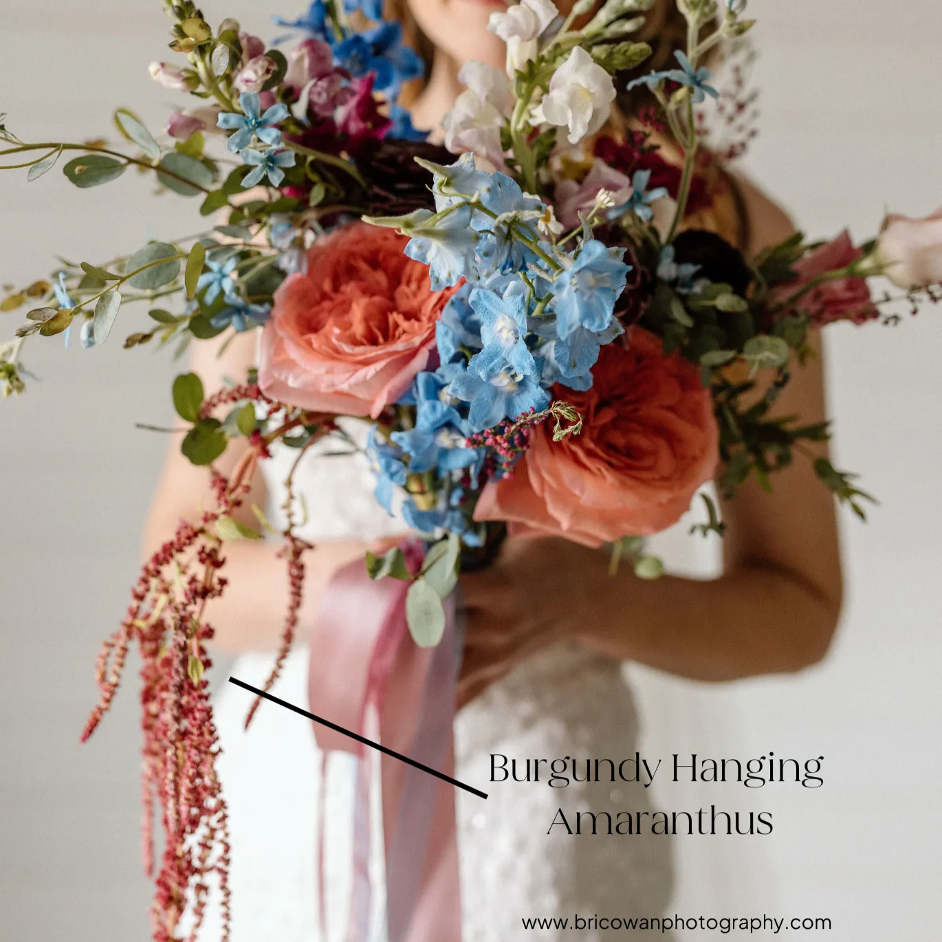 Burgundy Hanging Amaranthus