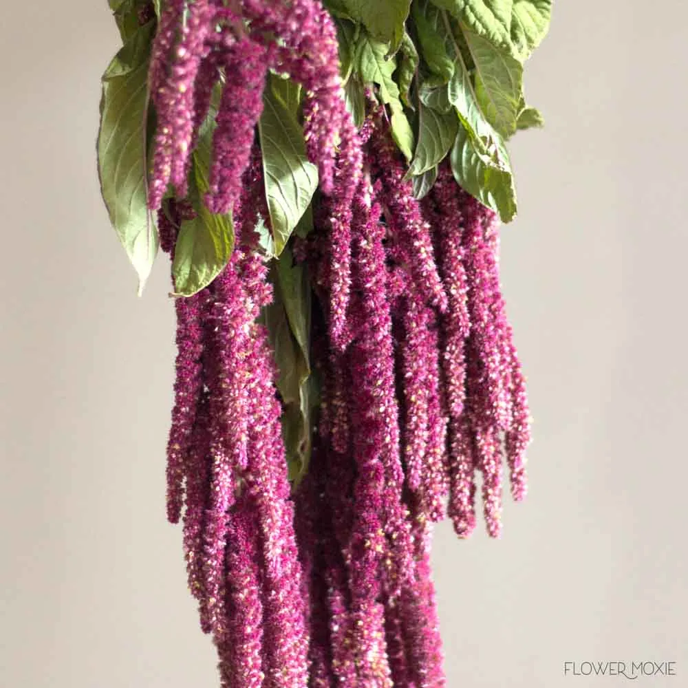 Burgundy Hanging Amaranthus