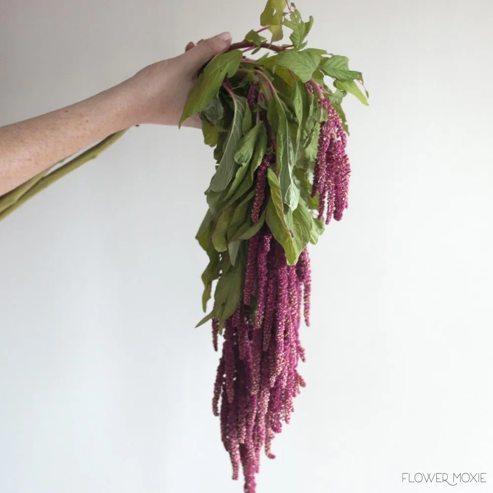 Burgundy Hanging Amaranthus