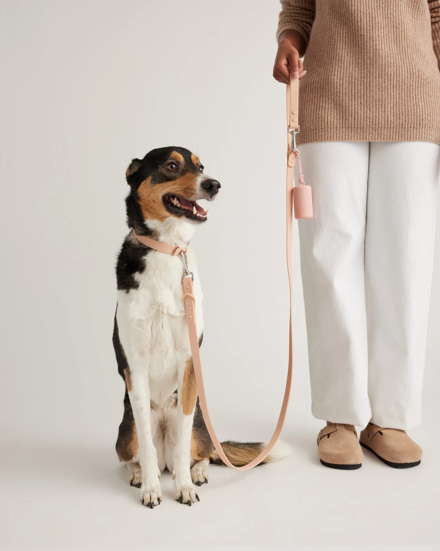 Dog Collar Walk Kit