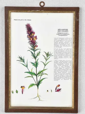 Early 20th century botanic art - melampyre des champs 12½" x 8¼"