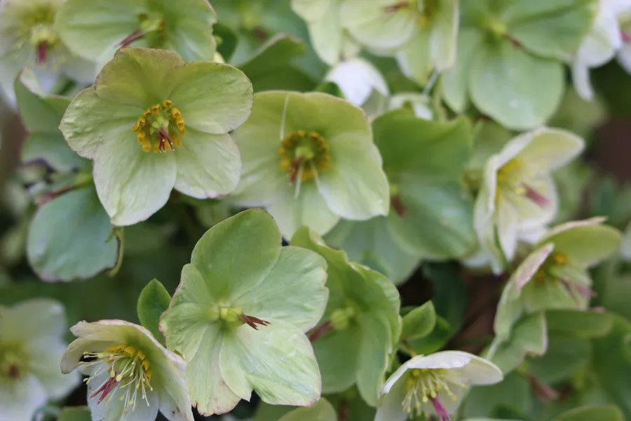 Helleborus x.e. 'Winter Sunshine'