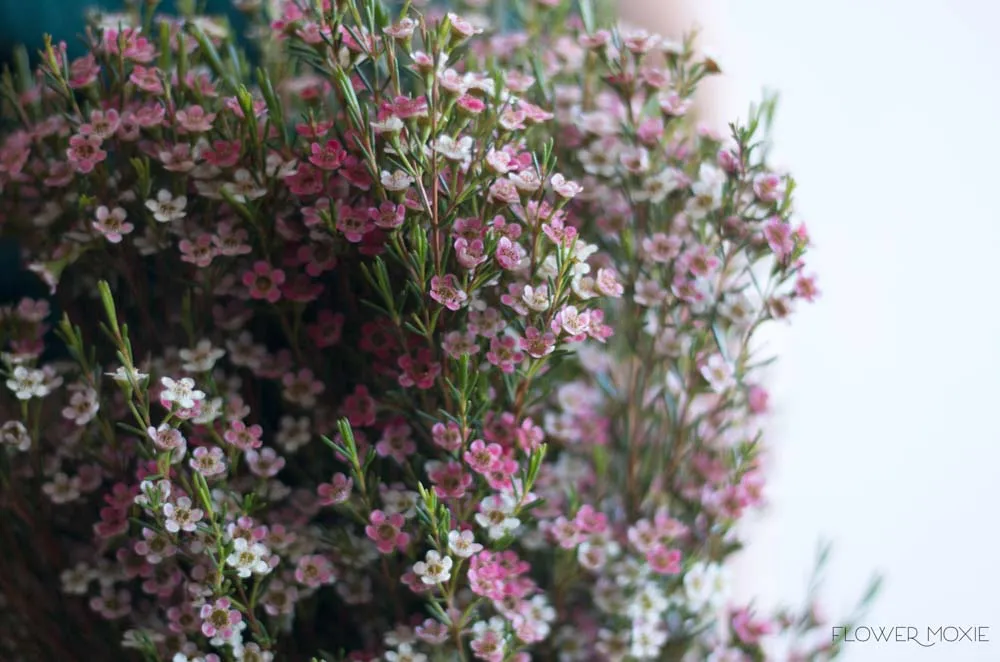 Light Pink Wax Flower