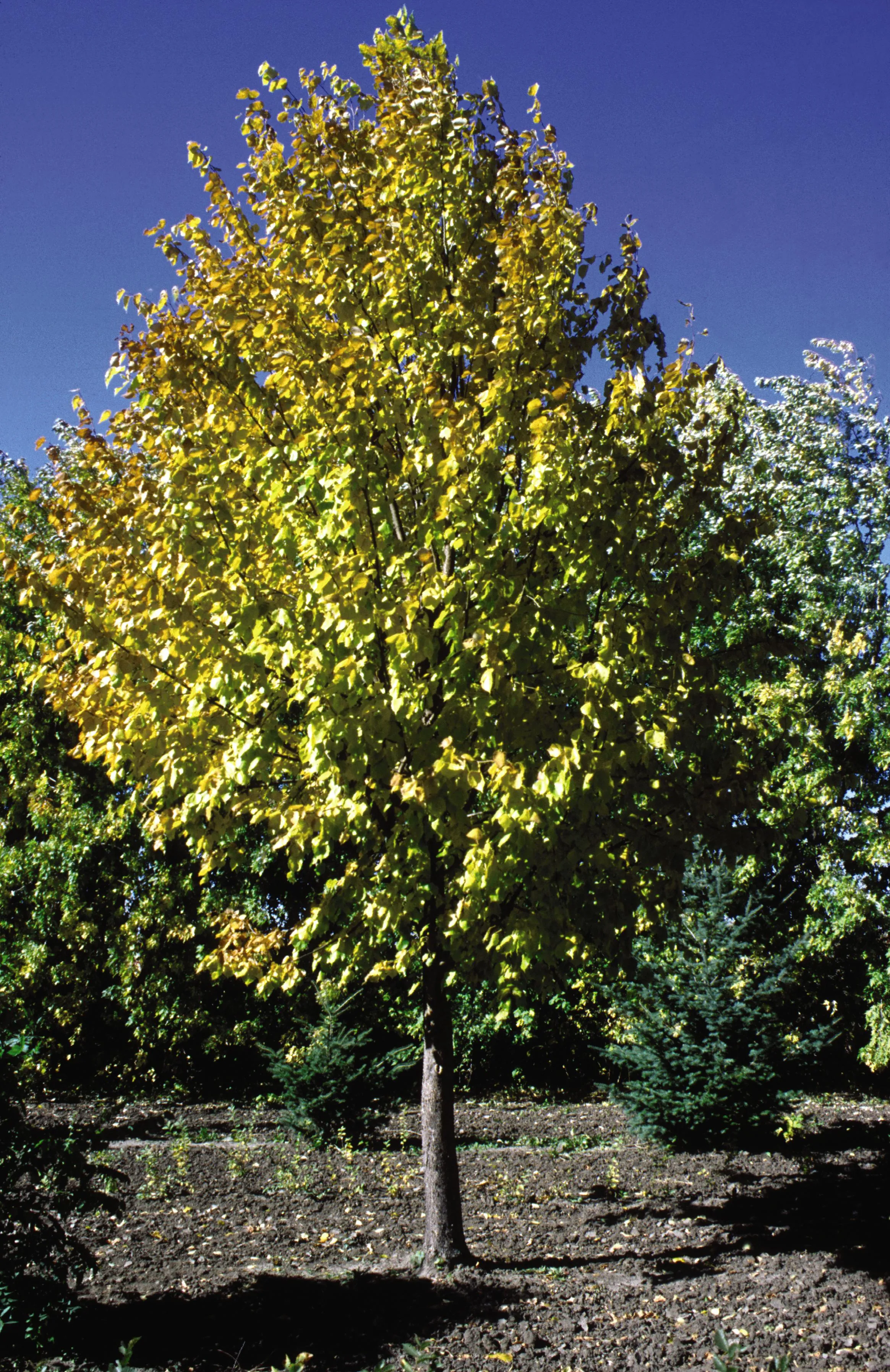 linden harvest gold 10 gallon pot