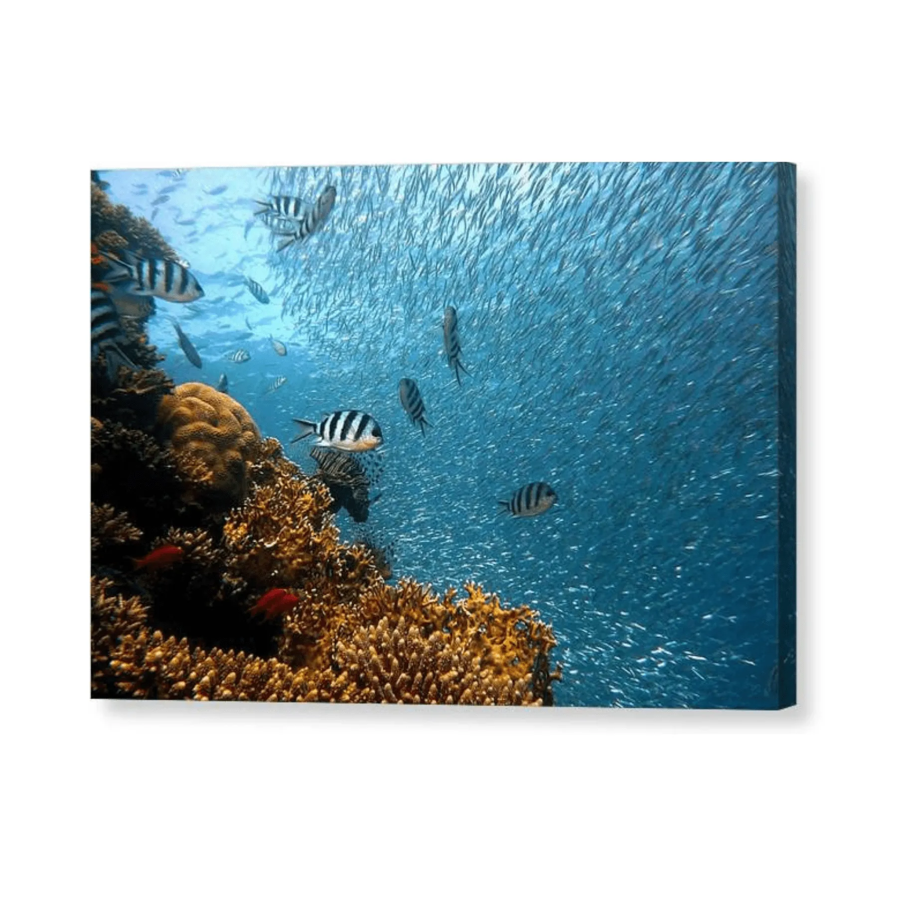 Living Reef - Canvas Print