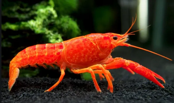 Neon Orange Crayfish