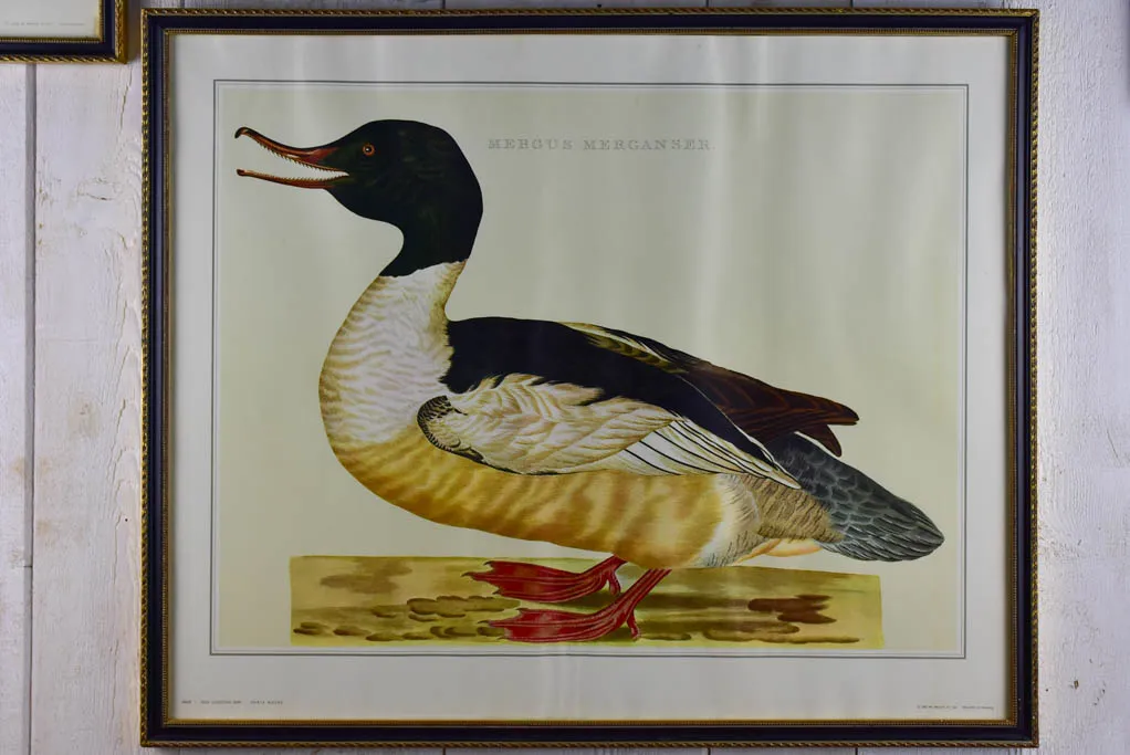 Pair of  vintage French engravings - ducks 26¾" x 22"