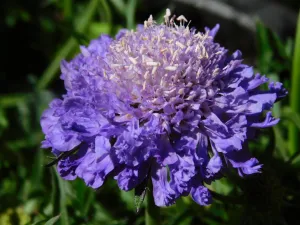 Scabiosa Blue Note - Sold out for 2024